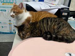 -艾贝尔宠物医院·宠保定点·超声绝育·免疫点(樱花路店)