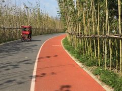 -上海长兴岛郊野公园