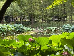 -陈家山荷花公园