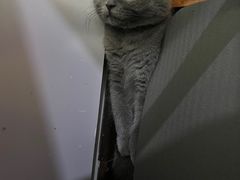 -lincat·猫舍(广州店)
