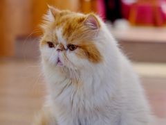 -有猫主题·治愈系猫咖(曾厝垵店)