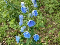 -世纪公园-世纪春沁园