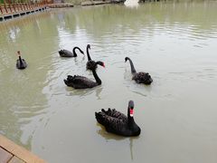 -溱湖国家湿地公园