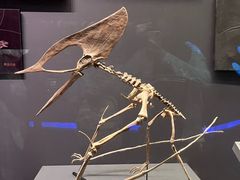 -贝林大翅鲸简餐厅(国家海洋博物馆店)