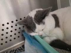 -美联众合动物医院·24h转诊中心
