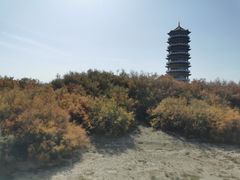 -金塔沙漠胡杨林景区