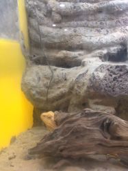 -神奇动物撸宠馆·羊驼·小浣熊·异宠(豫园店)