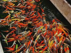 -龙悦湾酒家·八阵鱼生·渔人码头店