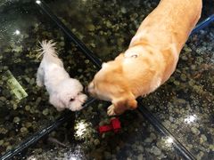 -百好乐宠物友好餐厅(朝外大街店)