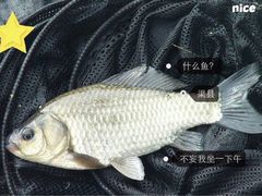 -茶颜悦色(岳麓山顶店)