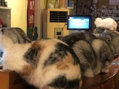 -猫色咖啡·猫咖