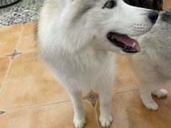 -Let's go狗咖·猫咖·奶狗·桌游(春熙路IFS店)