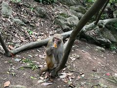 -黔灵山公园