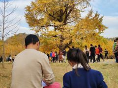 -千年银杏谷文化旅游区