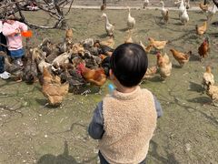 -樂桃源奉贤黄桃种植采摘基地