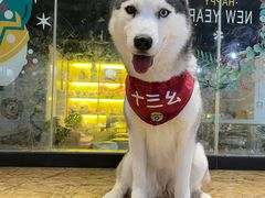 -Husky Go! 哈士奇体验馆·宠物咖啡厅狗咖