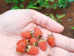 -铁山坪森林公园