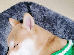 -逗柴咖啡屋·狗咖猫咖宠物桌游
