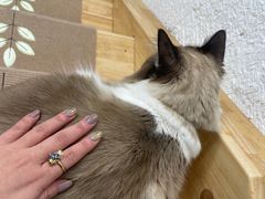 -猫在这儿猫咪咖啡馆·撸猫馆