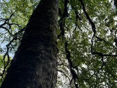 -龙苍沟森林公园