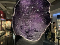 -美国自然历史博物馆