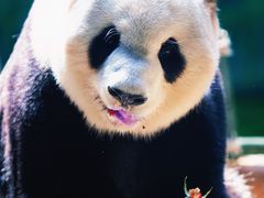 -灵玲国际马戏城
