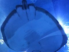 -芜湖新华联大白鲸海洋公园