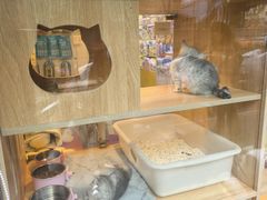 -孙氏梅花糕(马台街)