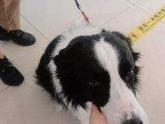 -北京观赏动物医院·24小时大型综合·猫专科·异宠专科