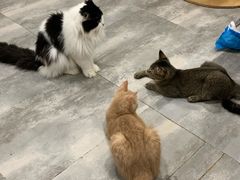 -楼上猫咖(罗湖店)