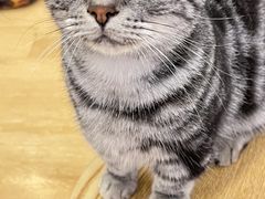 -猫咪派对(江南西店)