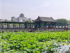 -莲花池公园