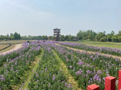 -杭州湾海上花田景区