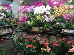 -双季花艺园艺市场(浦东店)