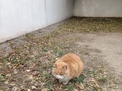 -北京鲁迅博物馆(北京新文化运动纪念馆鲁博馆区)