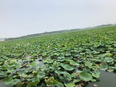 -天津东丽湖风景区