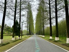-黄海国家森林公园