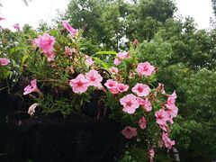 -东平国家森林公园
