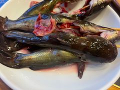 活杀黄辣丁-老码头火锅(骡马市店)