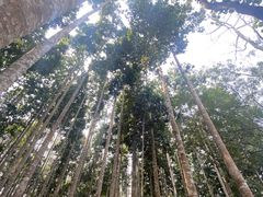 -中国科学院西双版纳热带植物园