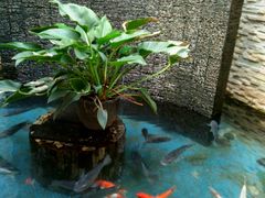 -三亚南山文化旅游区