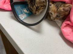 -东莞宠友24H宠物中心医院·转诊夜诊·异宠(新河北路院)