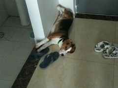 -菲尔斯特宠物医院