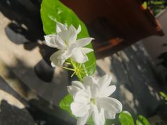 -福州开元寺