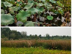 -白鹭湾湿地公园