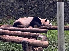 -都江堰中华大熊猫苑