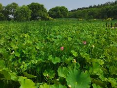 -西青郊野公园