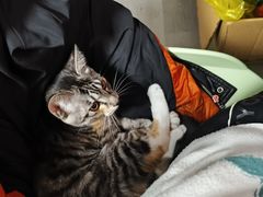 -艾吉宠物医院·疑难杂症转诊中心·猫友好(碧江路院)