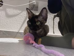 -琪喵猫屋·撸猫猫咖·猫舍