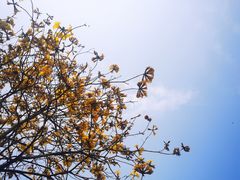 -长洲岛